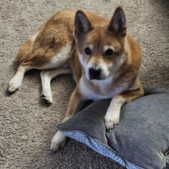 Pop-Up Live Show Listing - Picture 2 of 9